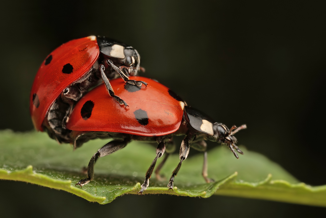 Seven Spot Ladybirds Mating